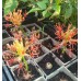 Plante Scadoxus multiflorus -la ghiveci