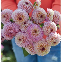 Bulbi Dalia inalta (Dahlia) Wine Eyed Jill - Ball