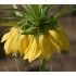 Bulbi Fritillaria imperiallis Lutea Maxima - Lalea imperiala