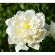 Bulbi lalele Duble Fringed Snow Crystal