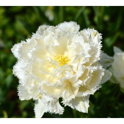 Bulbi lalele Double* fringed- Snow Crystal