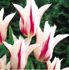 Bulbi lalele Floare de crin Marilyn