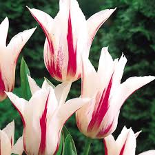 Bulbi lalele Floare de crin Marilyn