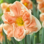 Bulbi narcise coroana crestata Apricot Whirl