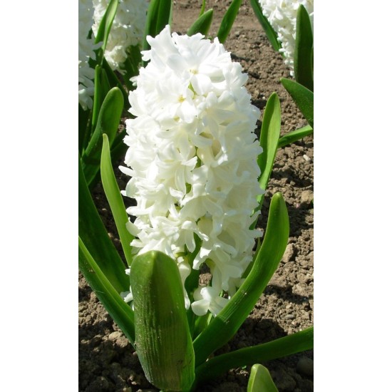 Bulbi zambile Aiolos