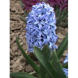 Bulbi zambile Delft Blue