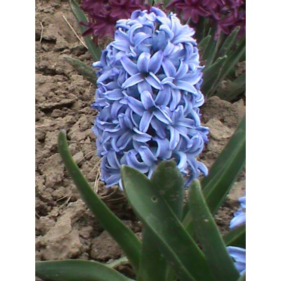 Bulbi zambile Delft Blue