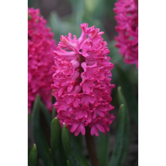 Bulbi zambile Jan Bos