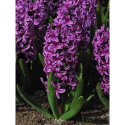 Bulbi zambile Purple Sensation