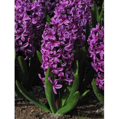 Bulbi zambile Purple Sensation