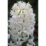 Bulbi zambile White Pearl