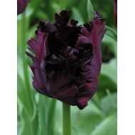 Bulbi lalele Papagal Black Parrot