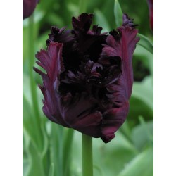 Bulbi lalele Papagal Black Parrot