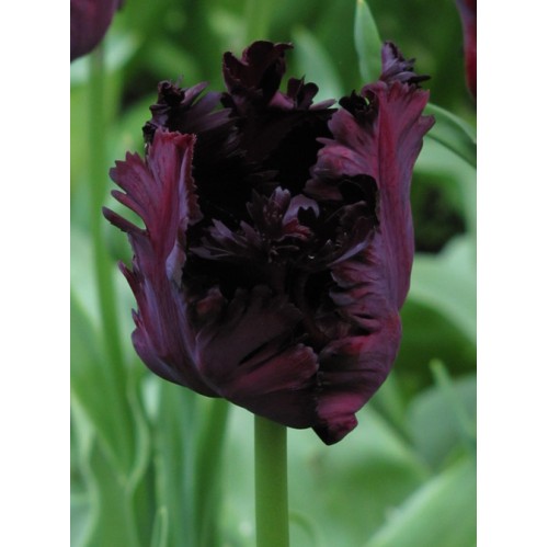 Bulbi lalele Papagal Black Parrot