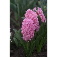 Bulbi zambile Fondant