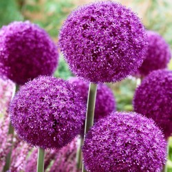 Bulbi Allium Ambassador