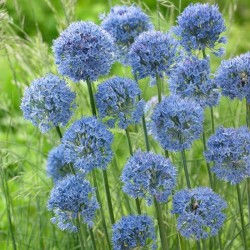 Bulbi Allium azureum Caeruleum-pachet 10 buc