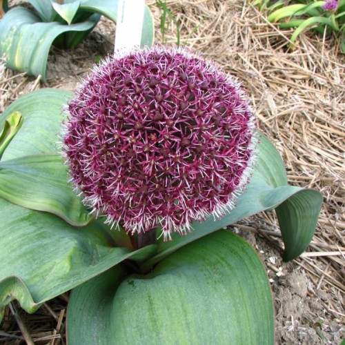 Allium karataviense Red Giant -pachet 3 bulbi