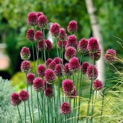 Bulbi Allium sphaerocephalon-pachet 10 buc