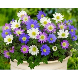 Bulbi Anemone blanda Mix - pachet 10 bulbi