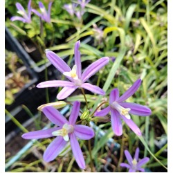 Bulbi Brodiaea californica Babylon - ghiveci 3 bulbi