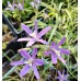 Bulbi Brodiaea californica Babylon - ghiveci 3 bulbi