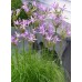 Bulbi Brodiaea californica Babylon - pachet 5 bulbi