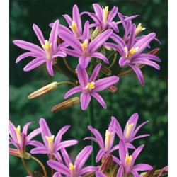 Bulbi Brodiaea californica Babylon - pachet 50 bulbi