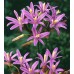 Bulbi Brodiaea californica Babylon - pachet 5 bulbi