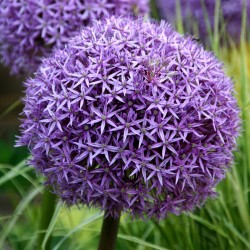 Bulbi Allium Globemaster