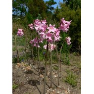 Bulbi Amaryllis belladonna