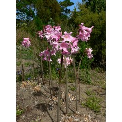 Bulbi Amaryllis belladonna