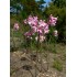 Bulbi Amaryllis belladonna