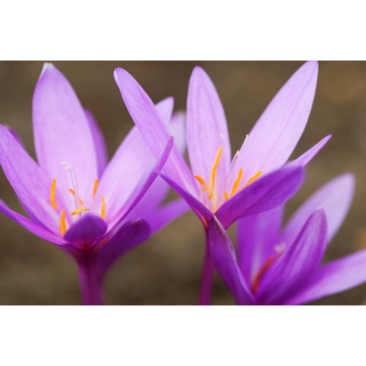 Bulbi Colchicum autumnale (Branduse de toamna) - The Giant