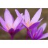 Bulbi Colchicum autumnale (Branduse de toamna) - The Giant