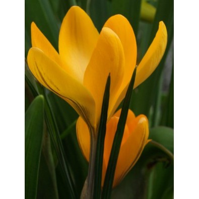 Bulbi crocus Yellow Large (Crocus vernus) -pachet 10 bulbi