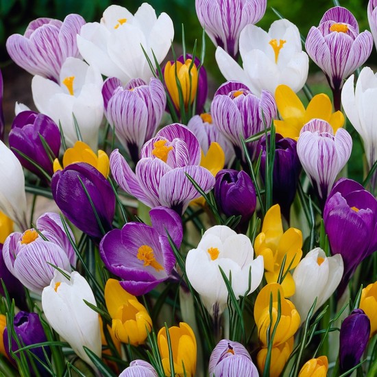 Bulbi crocus- Pachet amestec 100 bulbi Bulbi crocus- Pachet amestec 100 bulbi
