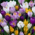 Bulbi crocus- Pachet amestec  50 bulbi