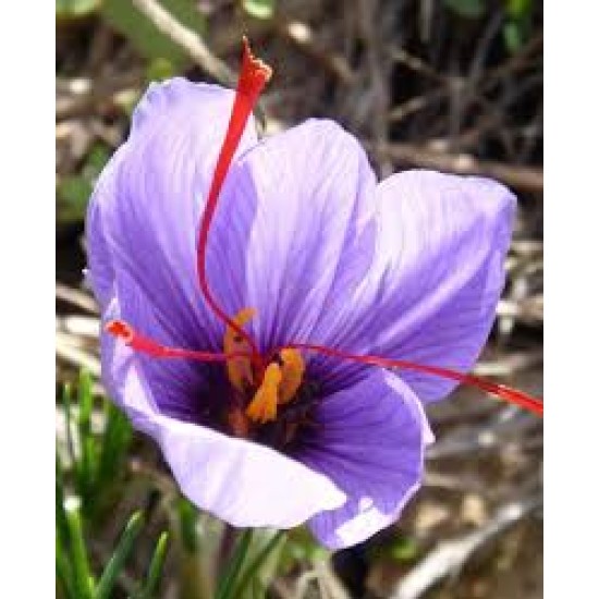 Bulbi Crocus- sativus-Sofran -pachet 50 bulbi Bulbi Crocus- sativus-Sofran -pachet 50 bulbi