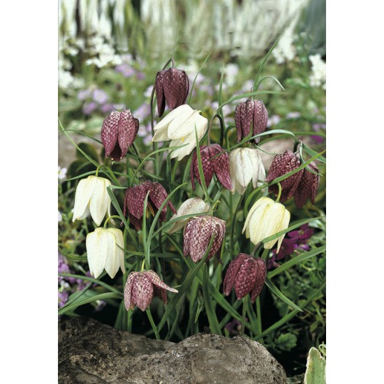 Bulbi Fritillaria- meleagris Mix - lalea pestrita -pachet 10 bulbi Bulbi Fritillaria- meleagris Mix - lalea pestrita -pachet 10 bulbi