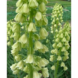 Bulbi Fritillaria persica Alba