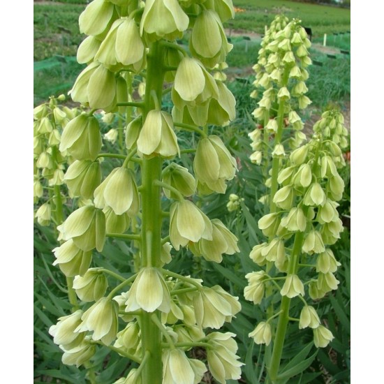 Bulbi Fritillaria persica Alba