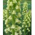 Bulbi Fritillaria persica Alba