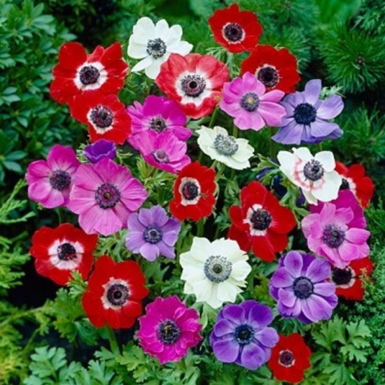 Bulbi Anemone coronaria de Caen Mix - ghiveci cu 10 bulbi Bulbi Anemone coronaria de Caen Mix - ghiveci cu 10 bulbi