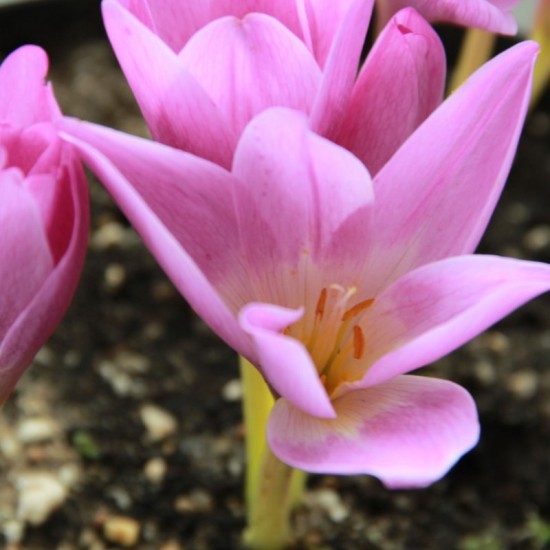 Bulbi Colchicum giganteum - Brandusa de toamna Bulbi Colchicum giganteum - Brandusa de toamna