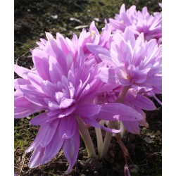Bulbi Colchicum autumnale (Branduse de toamna) - Waterlily