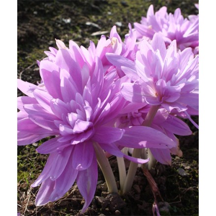 Bulbi Colchicum autumnale (Branduse de toamna) - Waterlily
