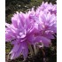 Bulbi Colchicum autumnale (Branduse de toamna) - Waterlily