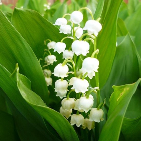 Plante Convallaria majalis (Margaritar) - White Plante Convallaria majalis (Margaritar) - White
