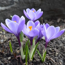 Bulbi crocus Grand Maitre (Crocus vernus) -pachet 10 bulbi